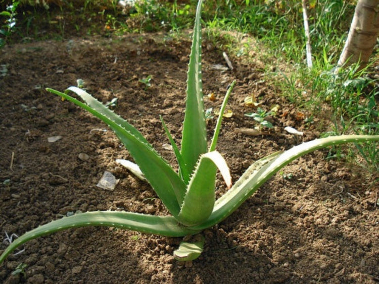 Aloe vera plant growing in a garden setting with soil and grass in the background.